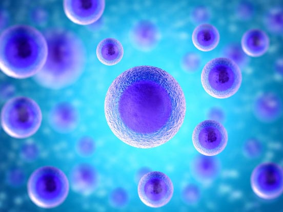 Cell lines offered by AMS