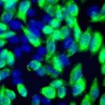 4C5 AntiDDK Monoclonal Antibody