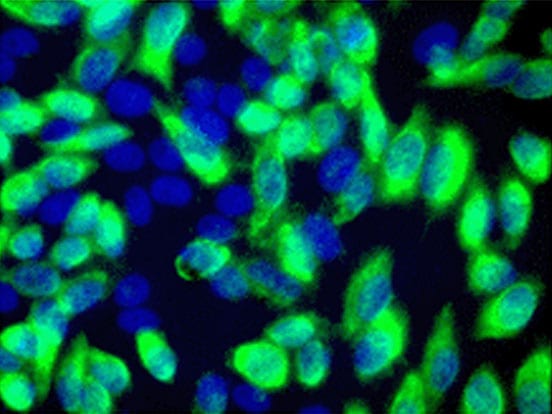 4C5 AntiDDK Monoclonal Antibody