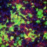 GenePORTER Gold Transfection Reagent