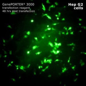 Geneporter image 1