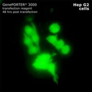 Geneporter image 2