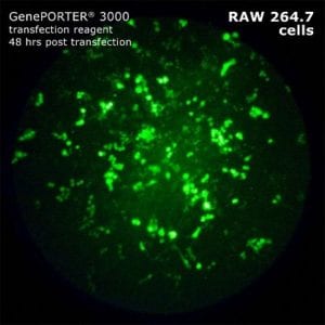 Geneporter image 3