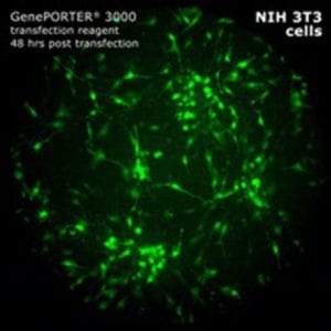 Geneporter image 5