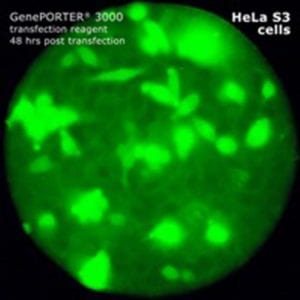 Geneporter image 8
