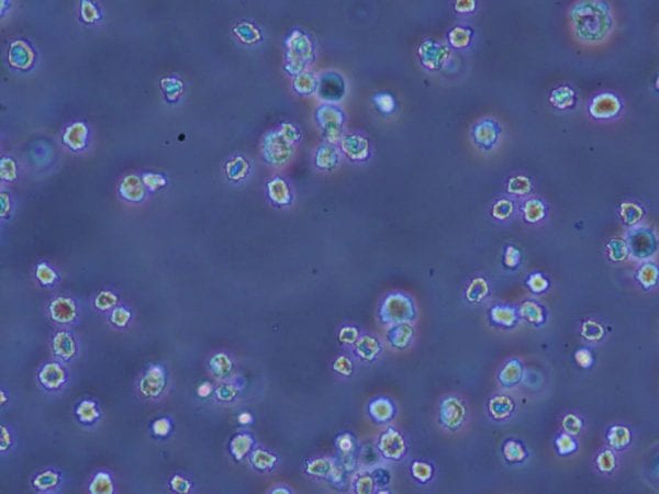 FACSmax Cell Dissociation Solution