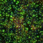 GeneSilencer siRNA Transfection Reagent