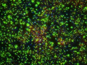 GeneSilencer siRNA Transfection Reagent