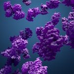 Protein Phosphatases