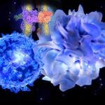 Killercell Immunoglobulinlike Receptors