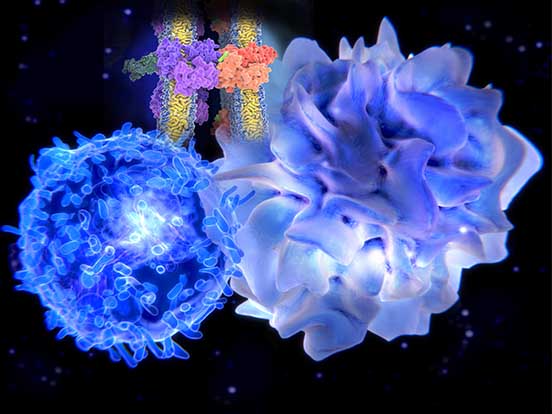 Killercell Immunoglobulinlike Receptors