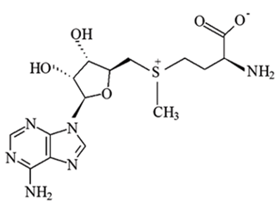 SAdenosylmethionine and Methylation