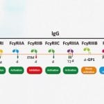 Fc Receptor Family Proteins