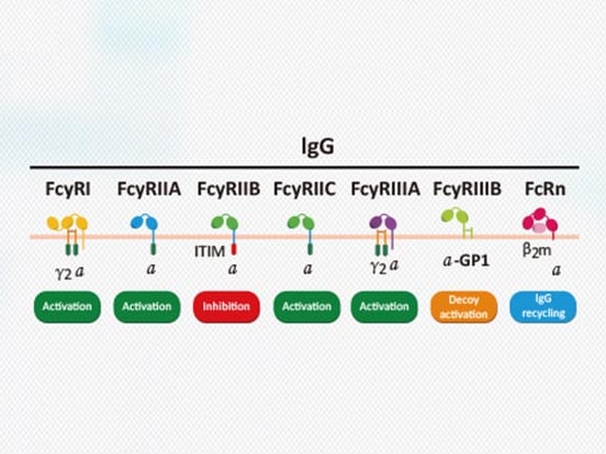 Fc Receptor Family Proteins