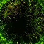 Oris Cell Invasion Assays