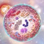 Autophagy