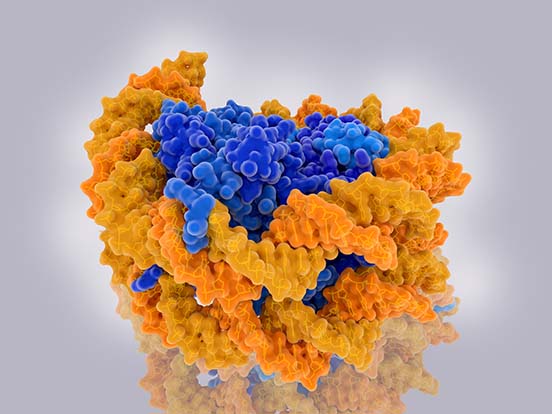 Histones and Nucleosomes