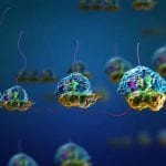 CellFree Protein Expression System ALiCE