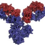 ArthrogenCIA Arthritogenic Monoclonal Antibody Cocktail