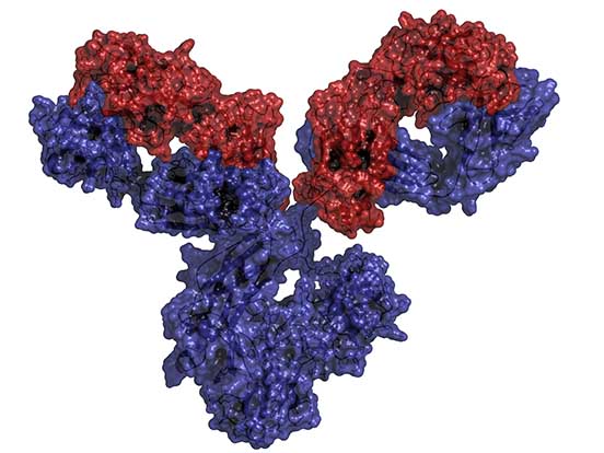 ArthrogenCIA Arthritogenic Monoclonal Antibody Cocktail