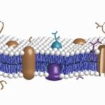 Glycobiology Products