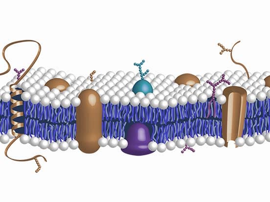 Glycobiology Products