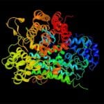 IDO Immune Pathway