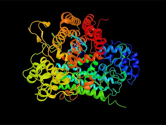 IDO Immune Pathway