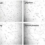 Angiogenesis Tools and Reagents