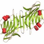 Lectins