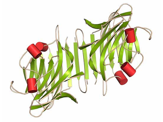 Lectins
