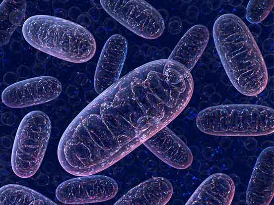 Metabolic Assays 038 Analysis Products
