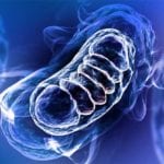 Oxidative Stress Antioxidants and Free Radicals