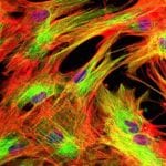 BioPORTER Protein Delivery Reagent