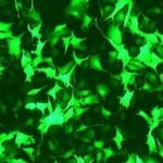 GenePORTER 2 Transfection Reagent