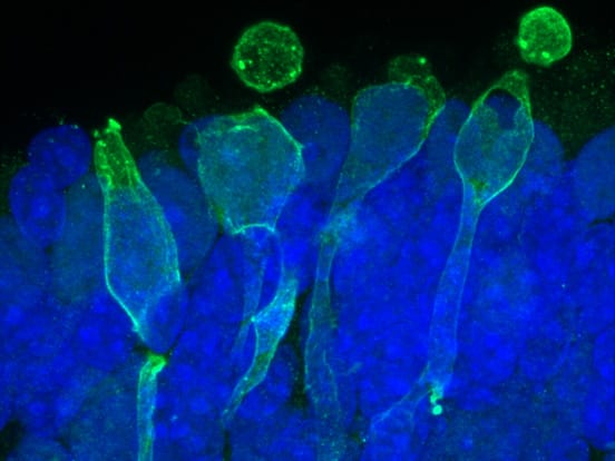 LipidureCOAT Plates