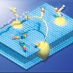 Ganglioside and Glycolipid Antibodies