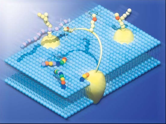 Ganglioside and Glycolipid Antibodies