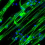 Skeletal Muscle Differentiation Kit