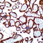 UltraMAB Monoclonal Antibodies