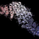 Wnt Recombinant Proteins 038 Reporter Stable Cell lines