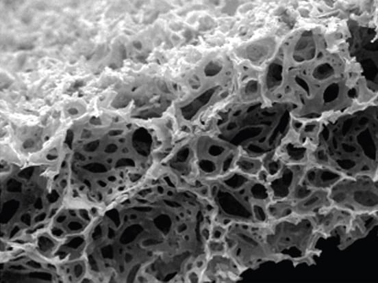 Alvetex 3D Cell Culture System