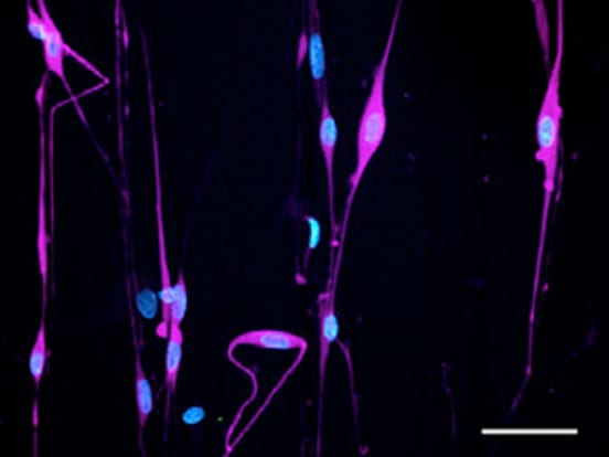 Mimetix 3D Cell Culture