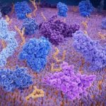Immunotherapy