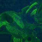 Green Fluorescent Protein GFP Polyclonal Antibody