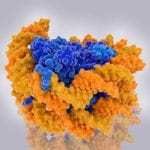 Histone Methylation