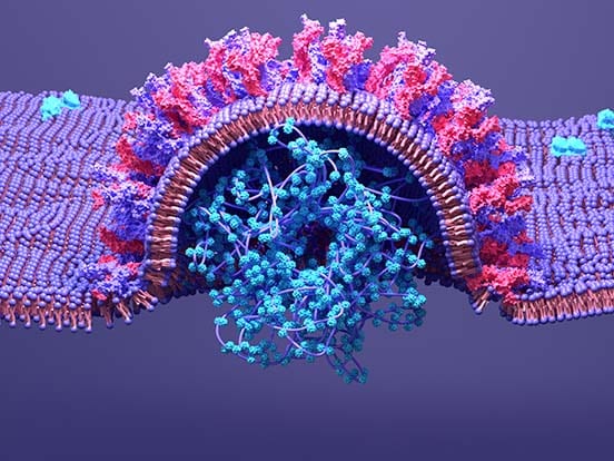 Coronavirus,,Sars?cov?2,Infects,A,Humain,Cell,,The,Virus,Enter,By