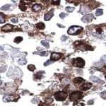 CytoSections