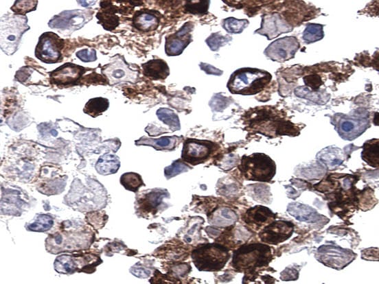 CytoSections