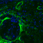 Biotinylated Heparan Sulfate 10E4 Antibody